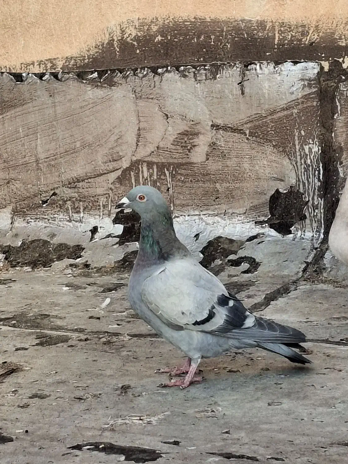 جوانه پلاکی ۱۶۵|حیوانات|همدان, |دیوار