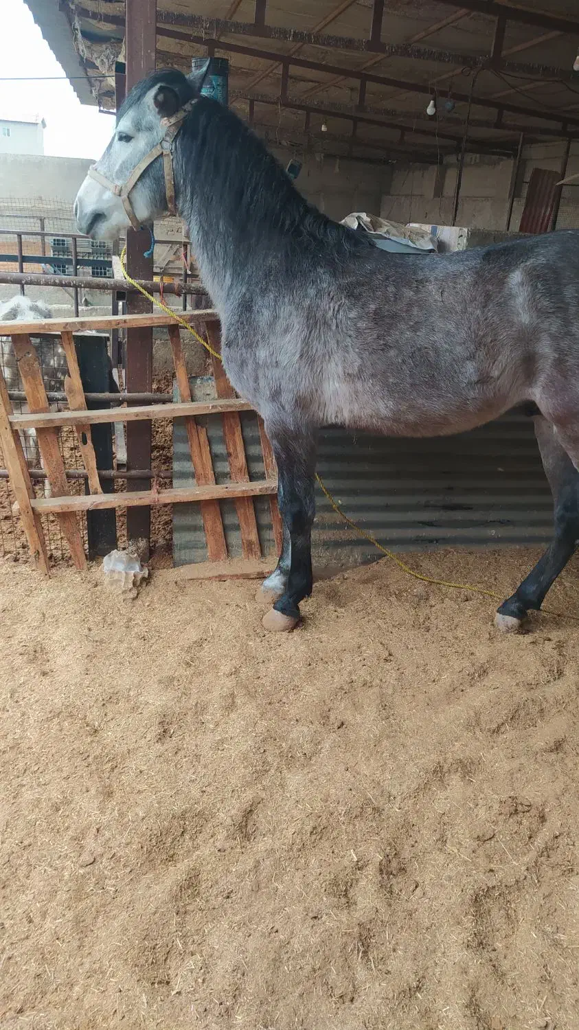 اسب کرد|اسب و تجهیزات اسب‌سواری|کهریزک, |دیوار