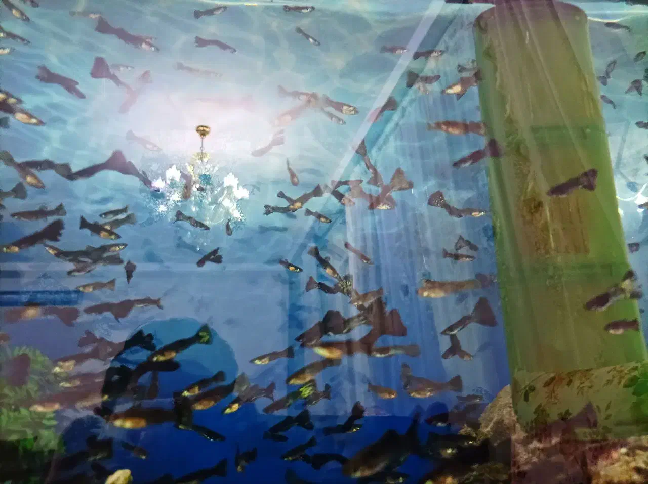 کوپی نژاددعالی|ماهی|اردبیل, |دیوار