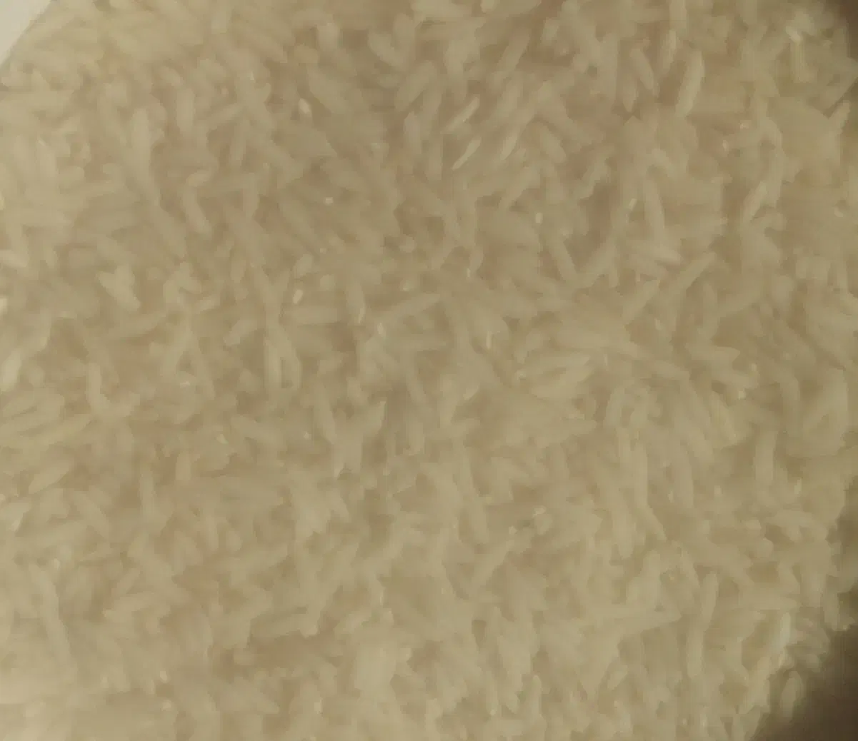 برنج هاشمی استارا|خوردنی و آشامیدنی|اردبیل, |دیوار