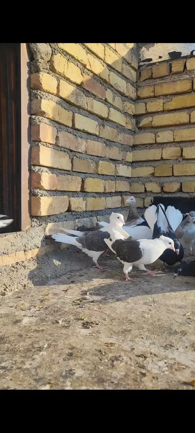 کبوتر پشت دار قهوه ای|پرنده|تاکستان, |دیوار