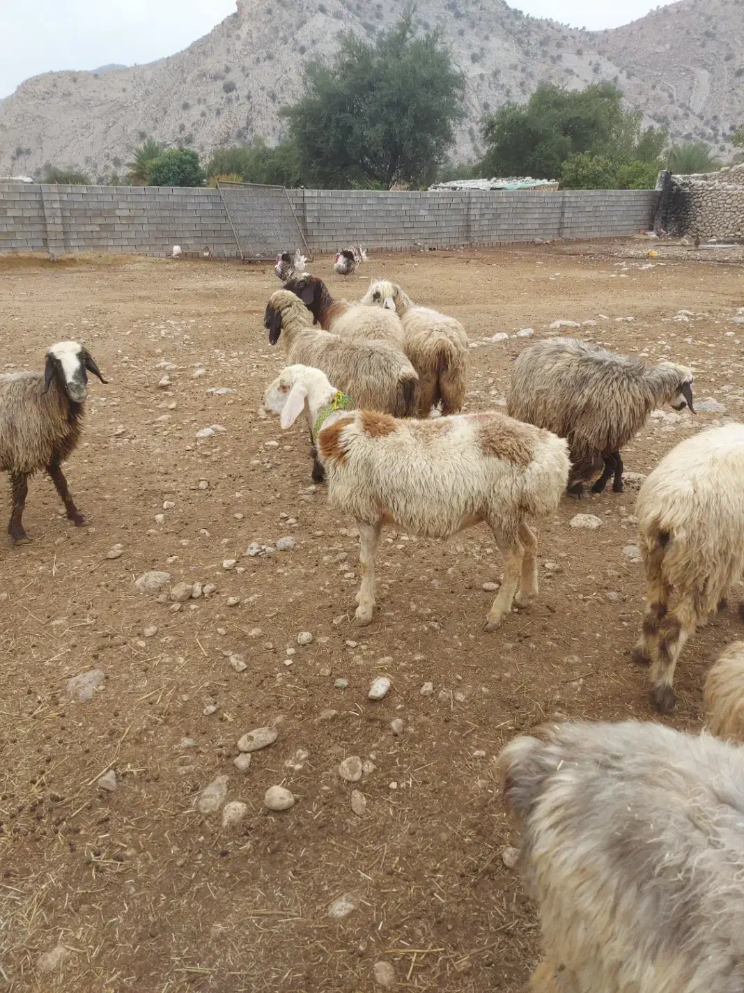 فروش بره قوچی دورگه چینی|حیوانات مزرعه|دوگنبدان, |دیوار