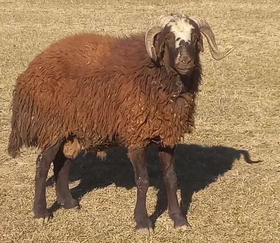 بره قوچ شیشک قوچ میش بز سگ|حیوانات مزرعه|چنارود, |دیوار