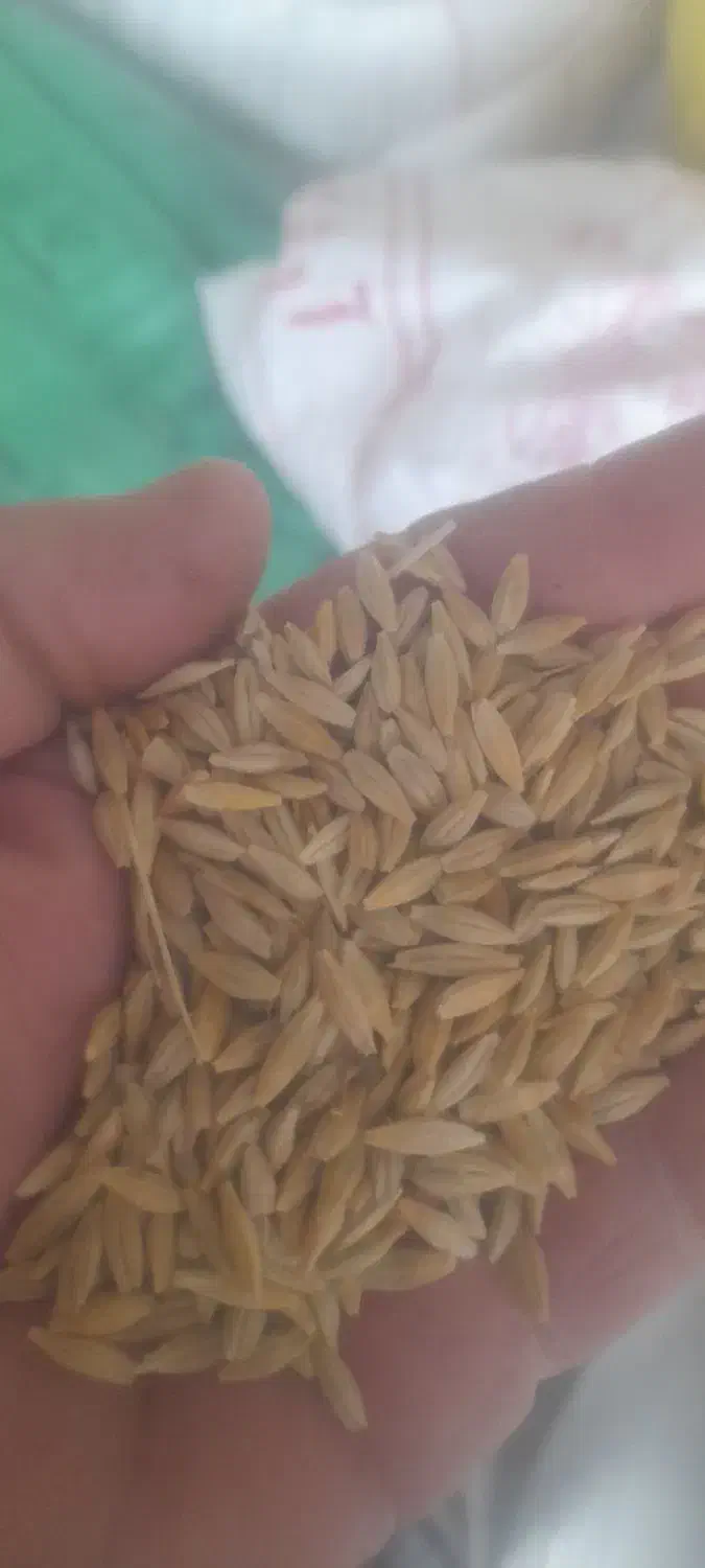 جو دیم|خدمات باغبانی و درختکاری|گیلان غرب, |دیوار