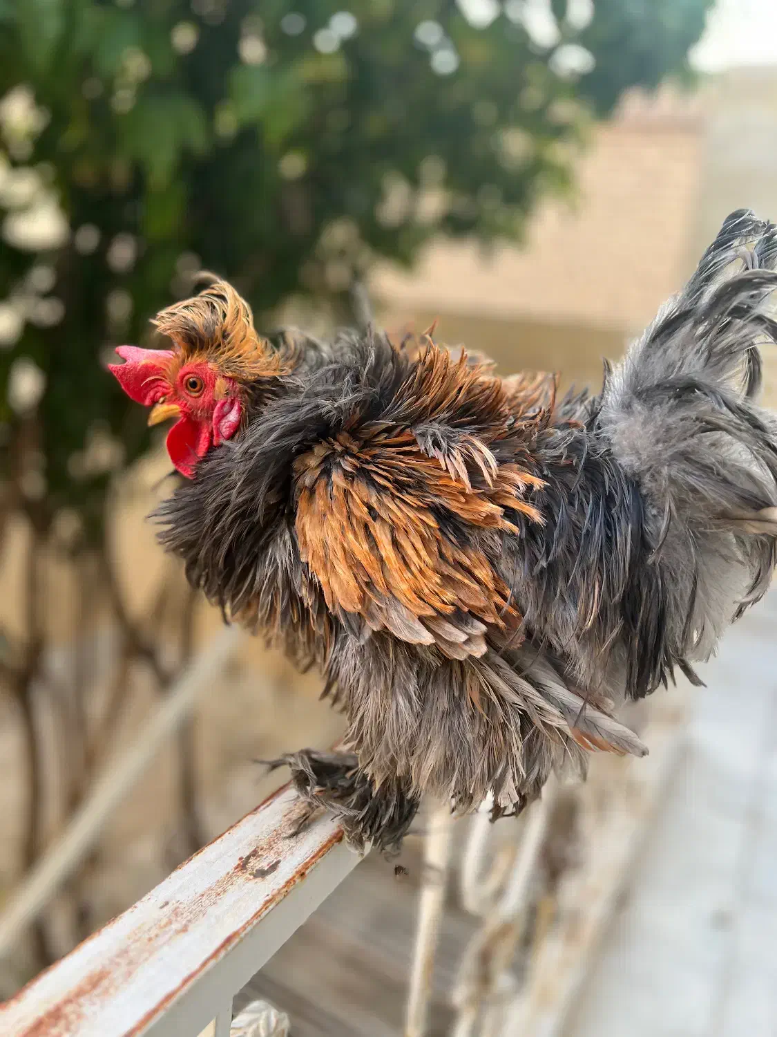 خروس کوشین فرفری|حیوانات مزرعه|یزد, |دیوار