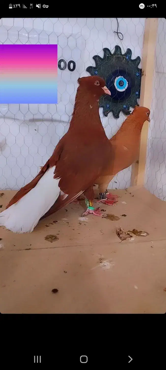 سرخ دم سفید|پرنده|آباده, |دیوار