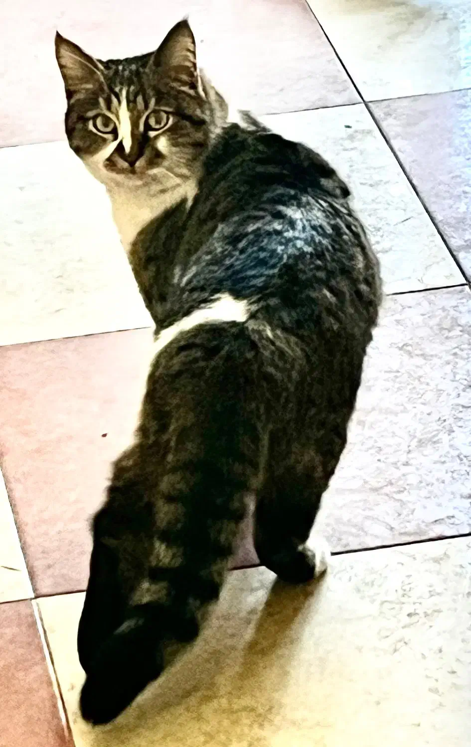 واگزاری|گربه|زرند, |دیوار