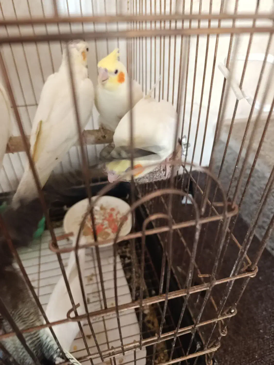 عروس آلبینو|پرنده|فسا, |دیوار