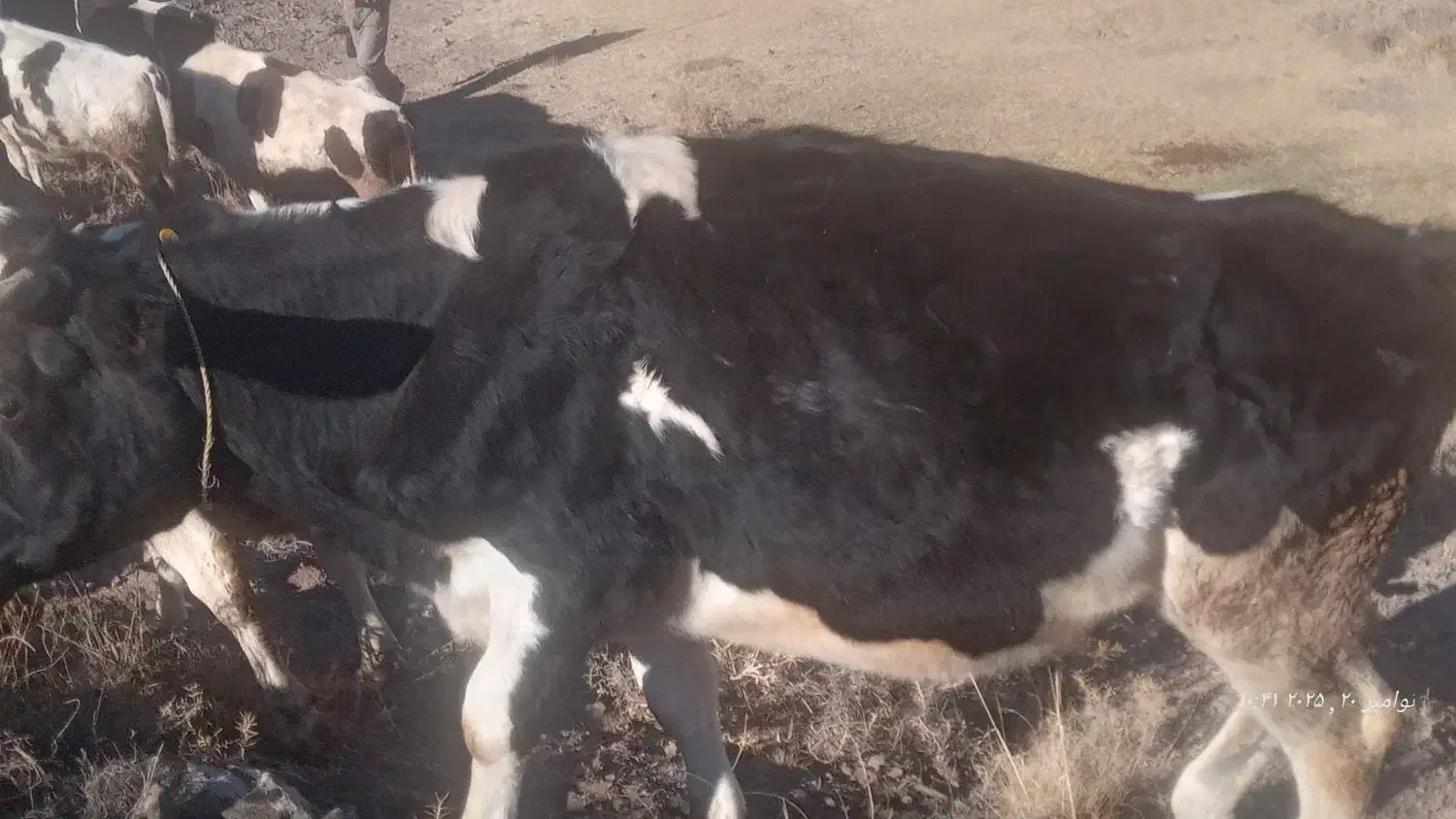 گوساله های ماده|حیوانات مزرعه|ارشق, |دیوار