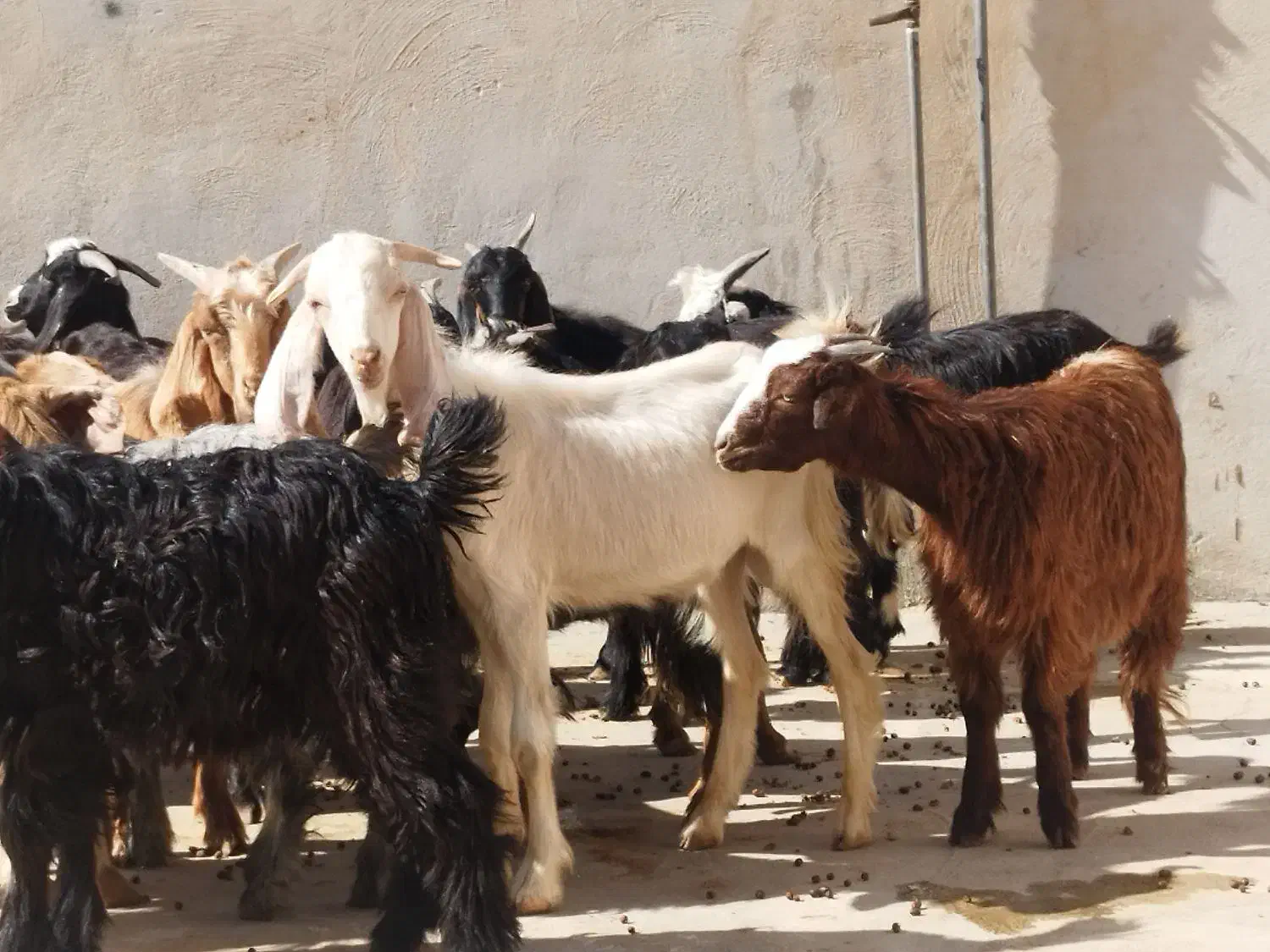 تعدادی کره نر وماده|حیوانات مزرعه|وحدتیه, |دیوار