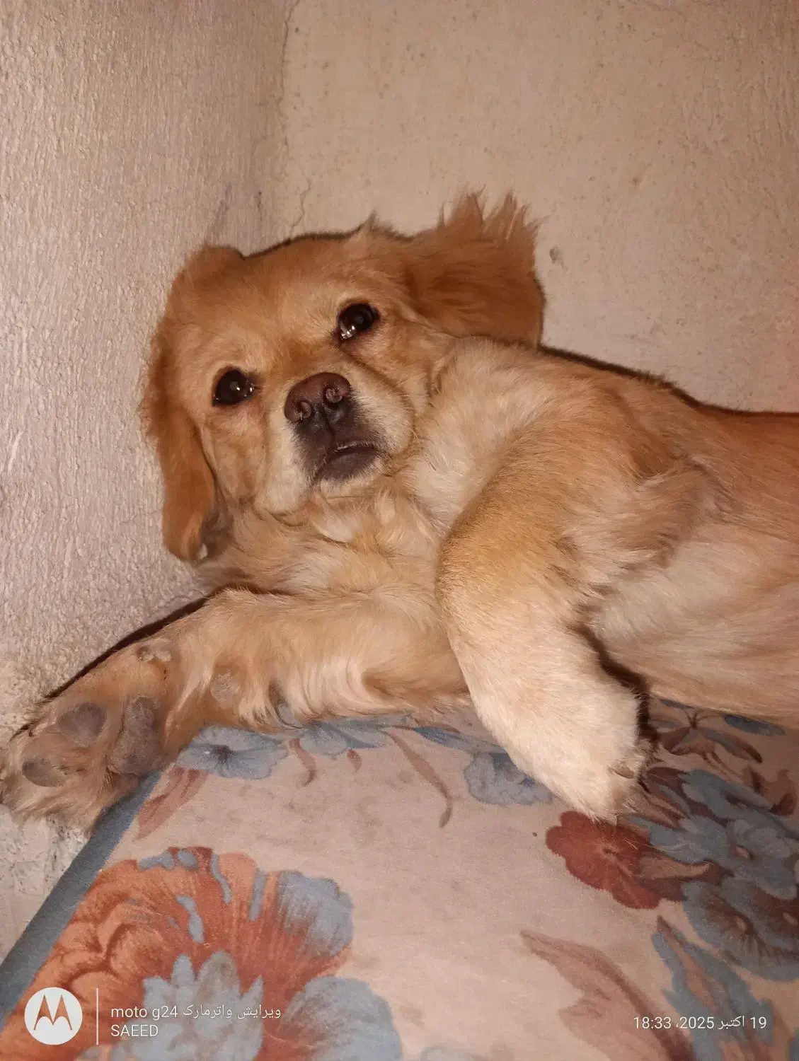 سگ مهربونم و باهوش|سگ|اسلامشهر, شهرک مفیدی|دیوار