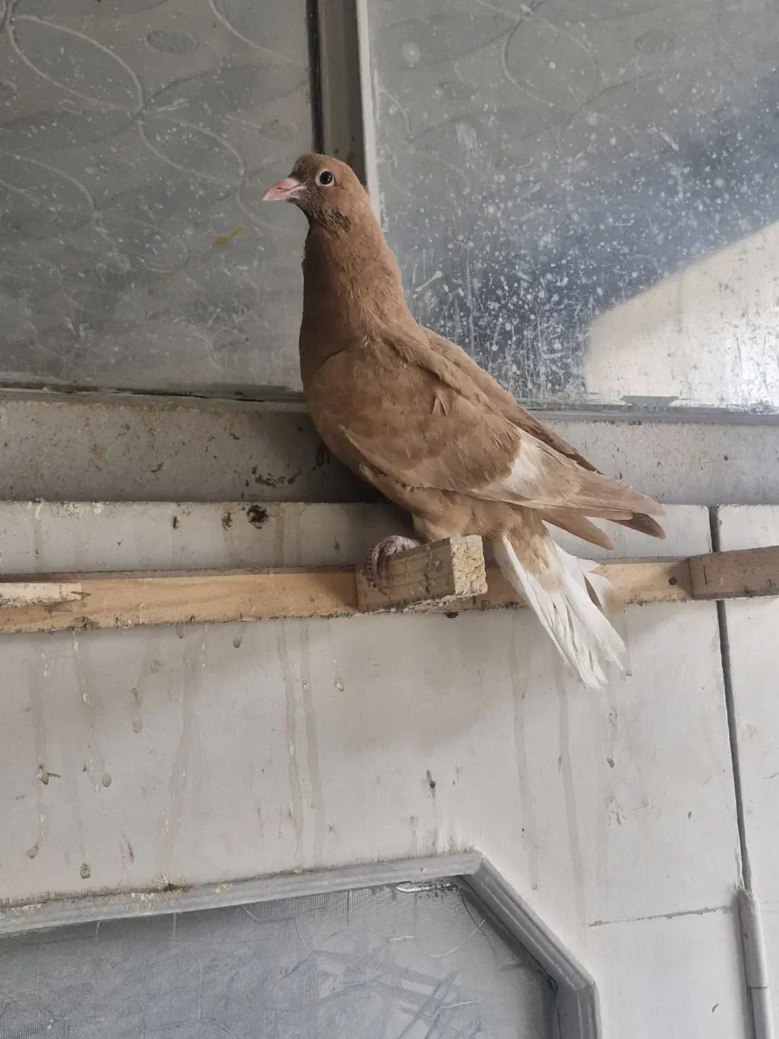 زرد دم سفید|پرنده|مشهد, تلگرد|دیوار