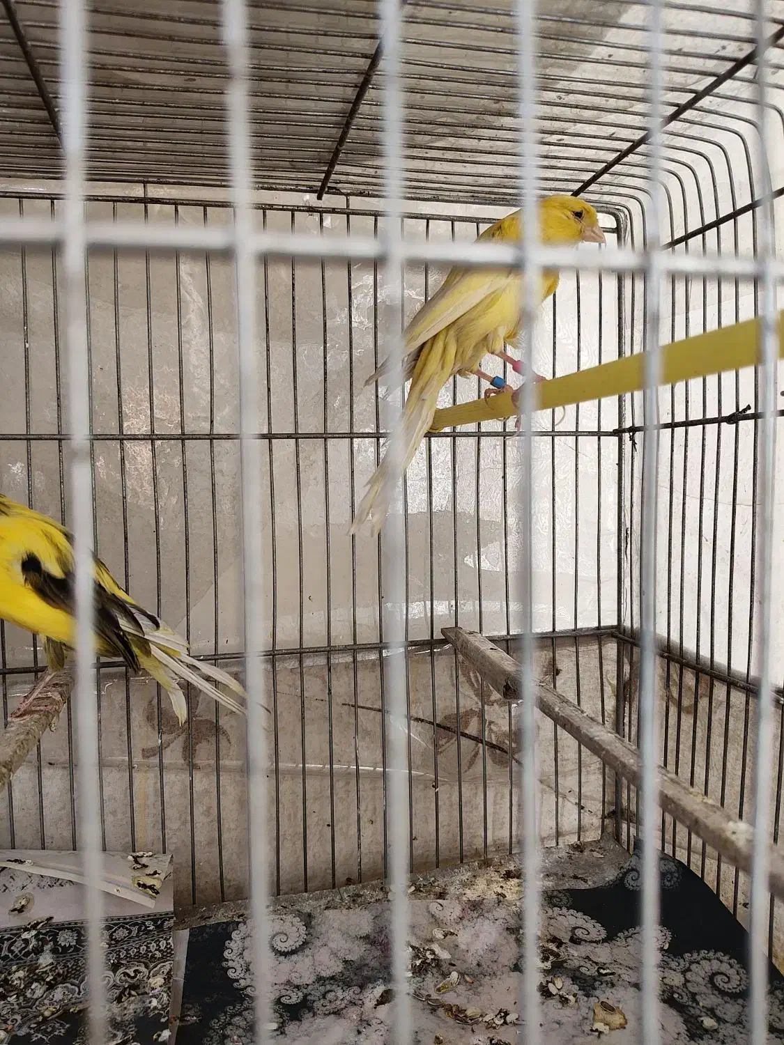 قناری رسمی بلند|پرنده|تهران, امام زاده عبدالله|دیوار