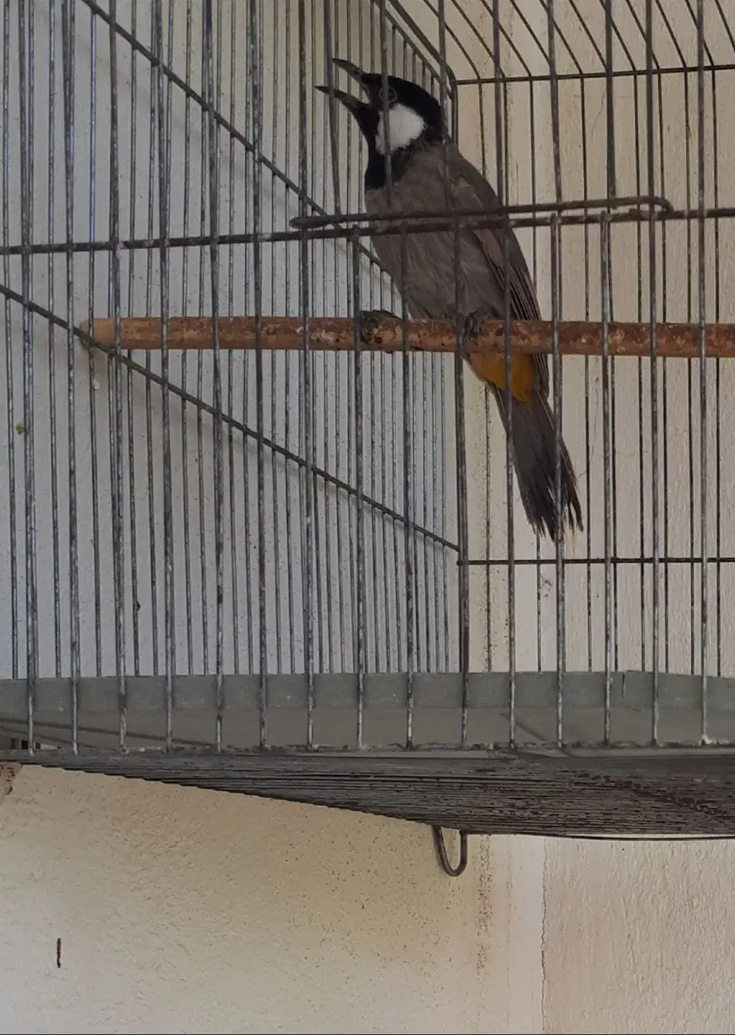 فنج سهره ،گلبسر|پرنده|کرمان, |دیوار