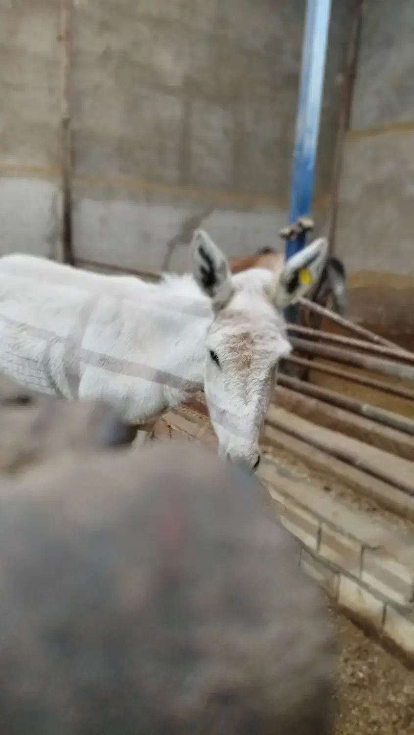 الاغ|حیوانات مزرعه|یزد, |دیوار