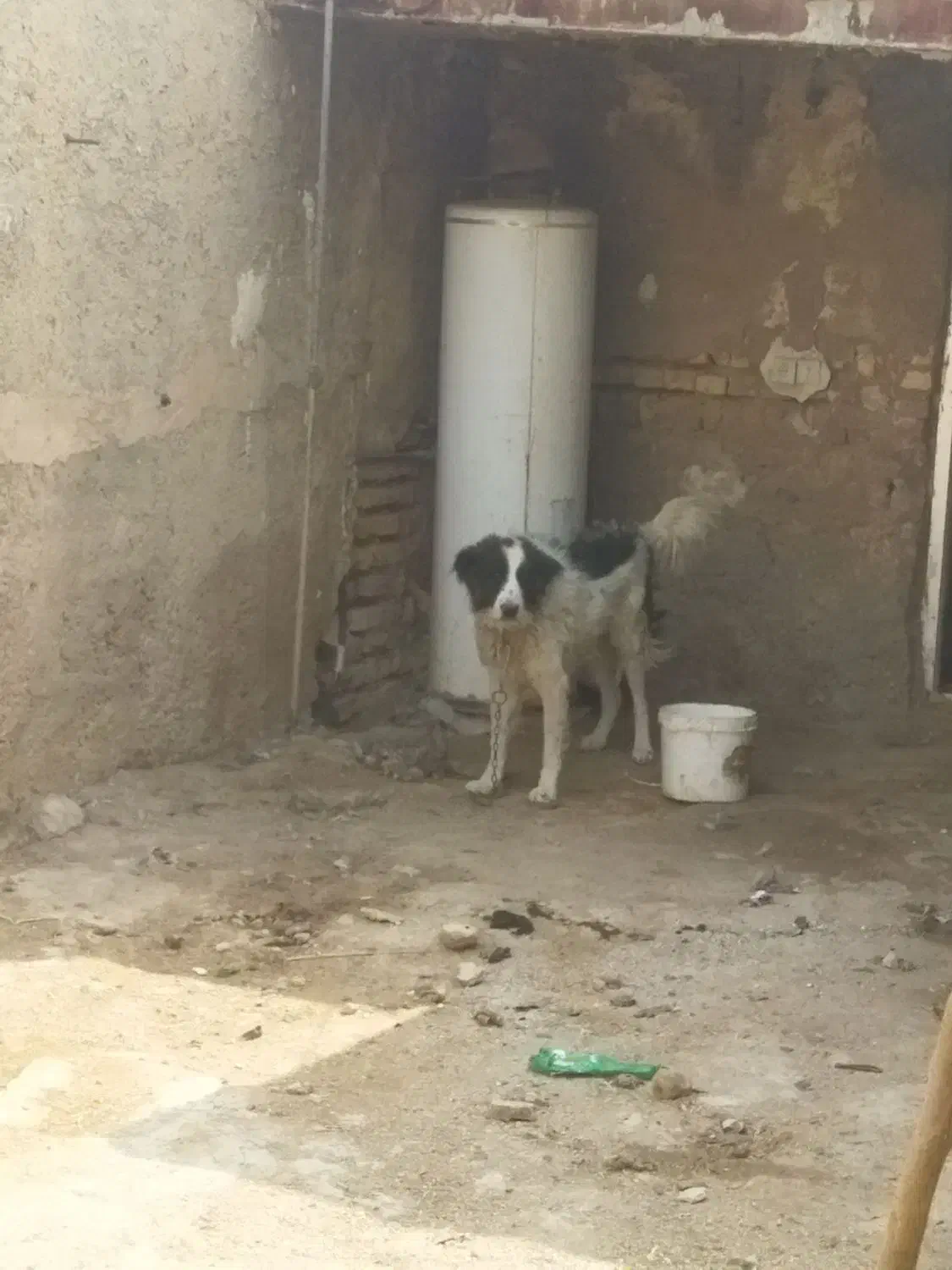 سگ قدرجونی|سگ|زرقان, |دیوار