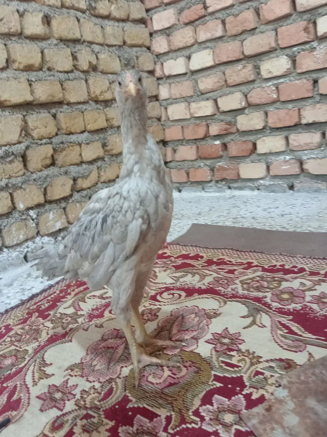 جوجه لاری|حیوانات مزرعه|خان ببین, |دیوار