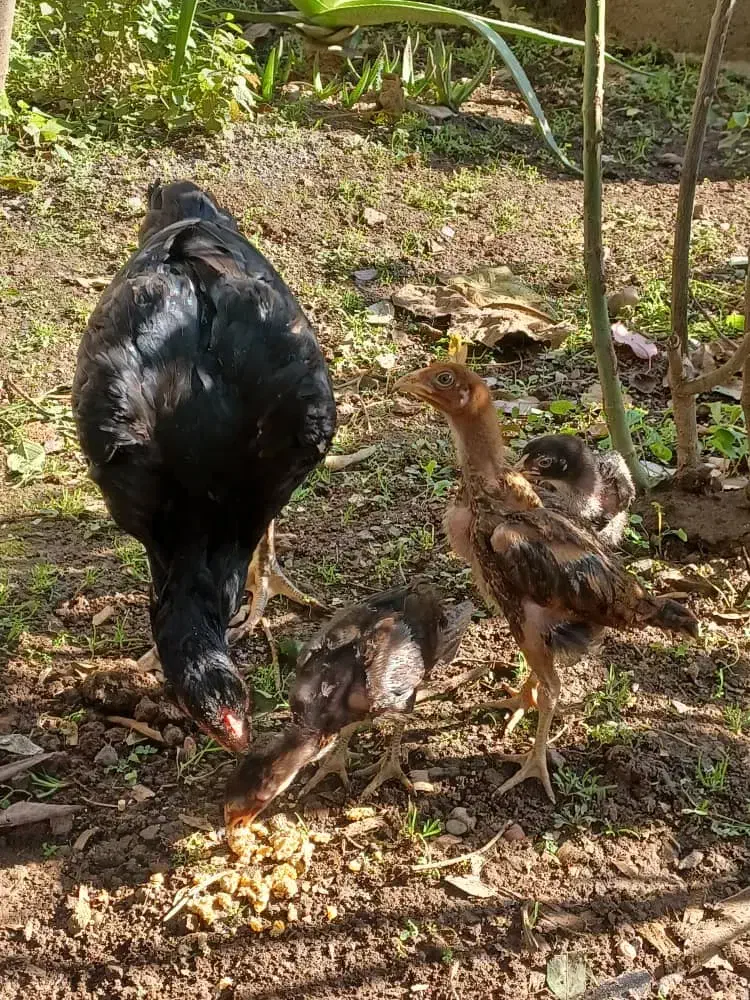 خروس ومرغوجوجه|حیوانات مزرعه|لاهیجان, کاروانسرابر|دیوار