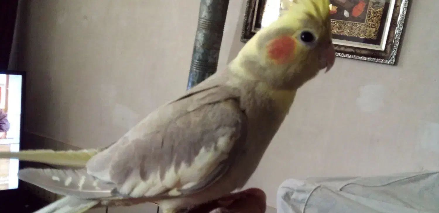 جوجه عروس هلندی نر 2ماهه دستی ودونخور|پرنده|اصفهان, عطار نیشابوری|دیوار