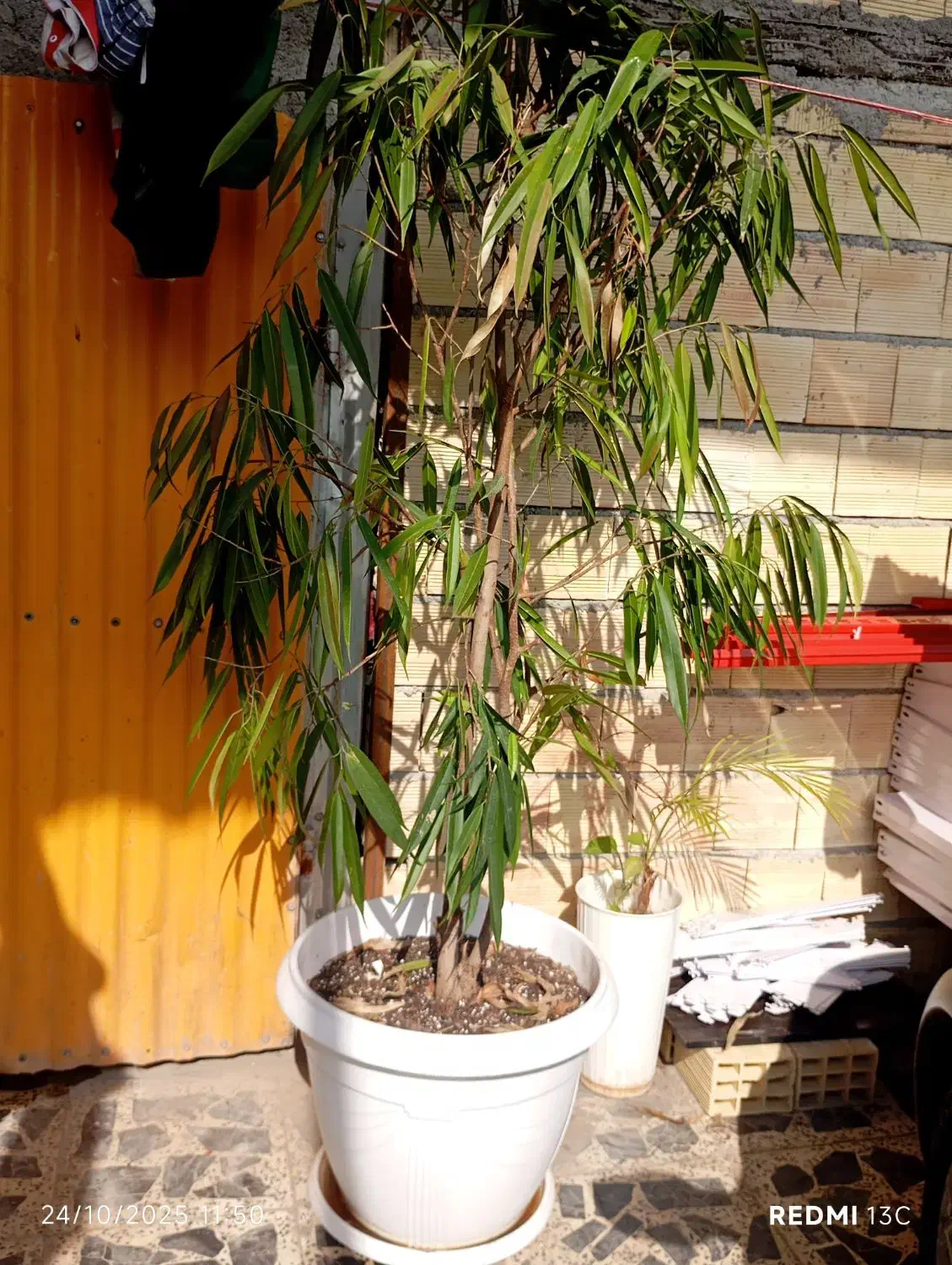 بنجامین آمستل بزرگ مناسب ادارات|گل و گیاه طبیعی|آستارا, |دیوار