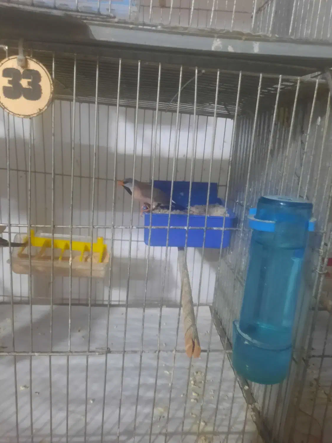 فنج|پرنده|قم, زنبیل آباد|دیوار