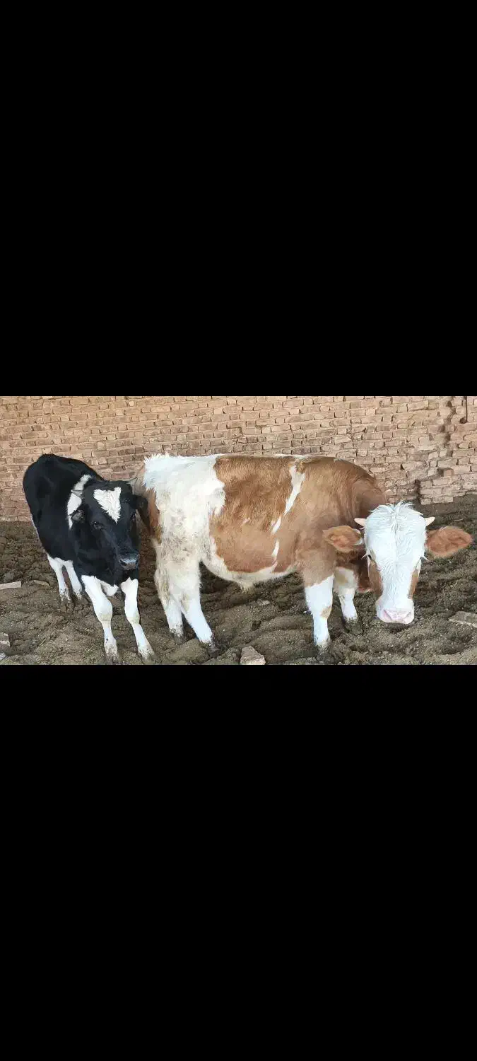 گوساله نر|حیوانات مزرعه|مرودشت, ژیان|دیوار