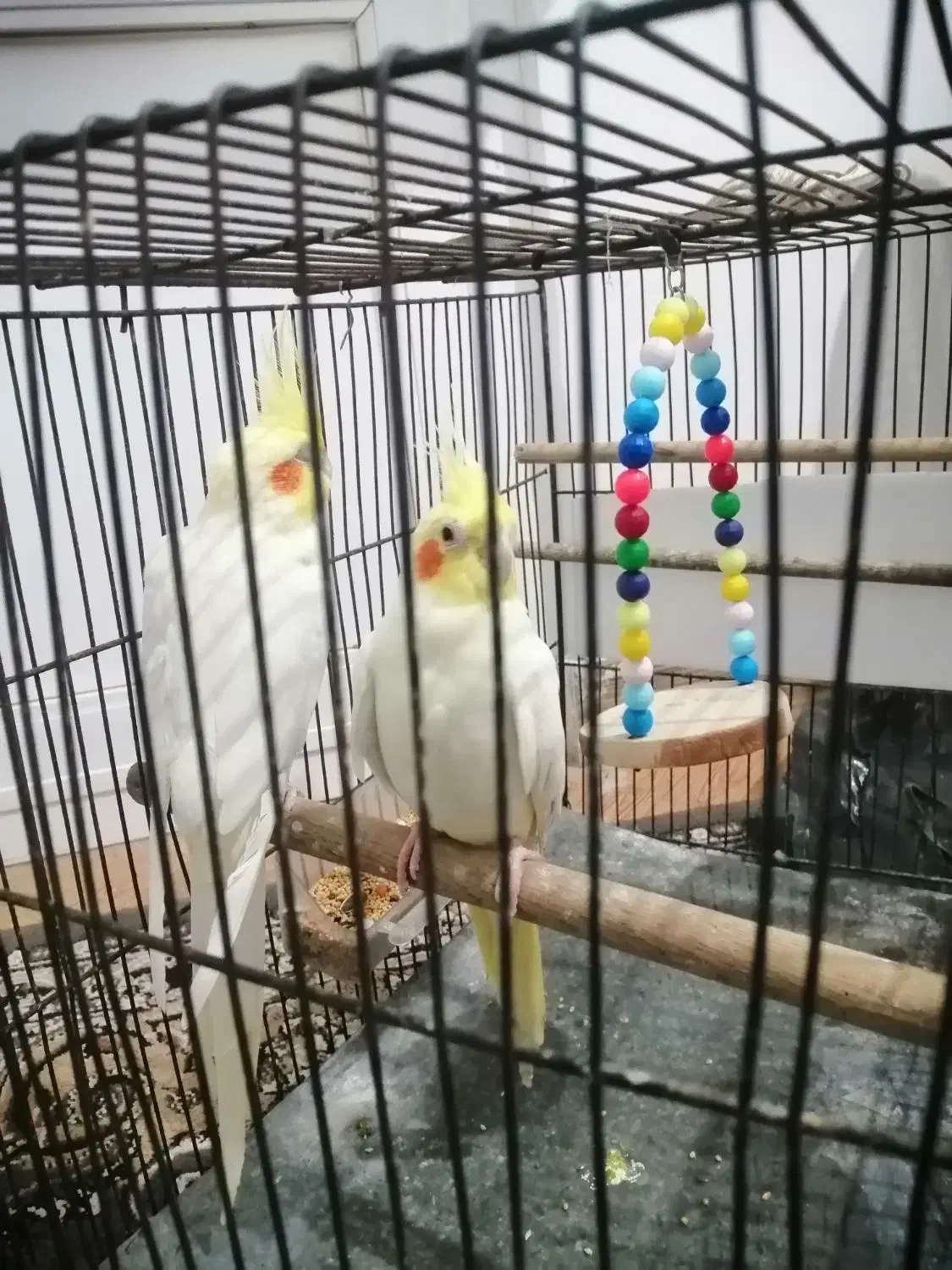 عروس هلندی لوتینو|پرنده|رشت, نظری|دیوار