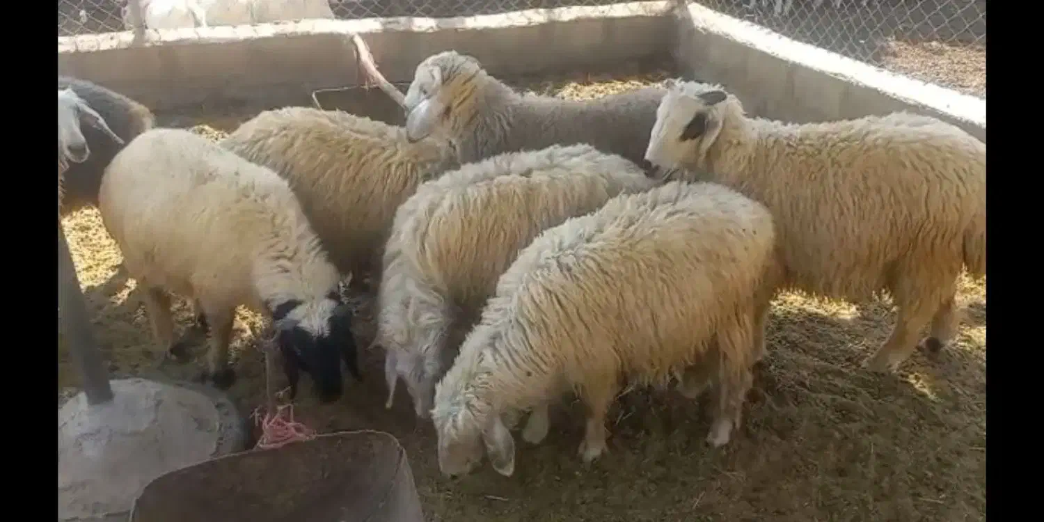 10 راس بره فروشی کیلویی 350(6 تا نر 4 تا ماده)|حیوانات مزرعه|ارزوئیه, |دیوار