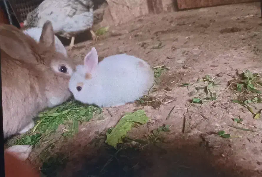 فروش مرغ و خروس و خرگوش|موش و خرگوش|جوانرود, |دیوار