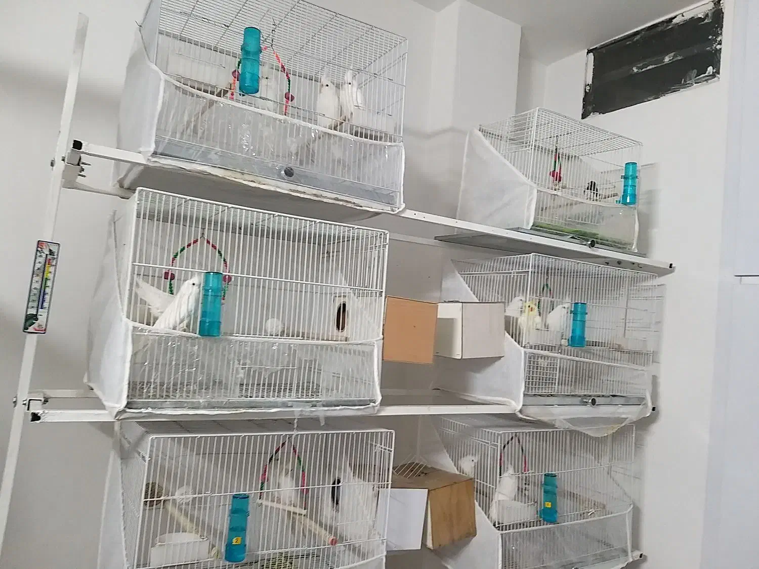 عروس هلندی|پرنده|مشهد, شهرک امام هادی (شهرک غرب)|دیوار