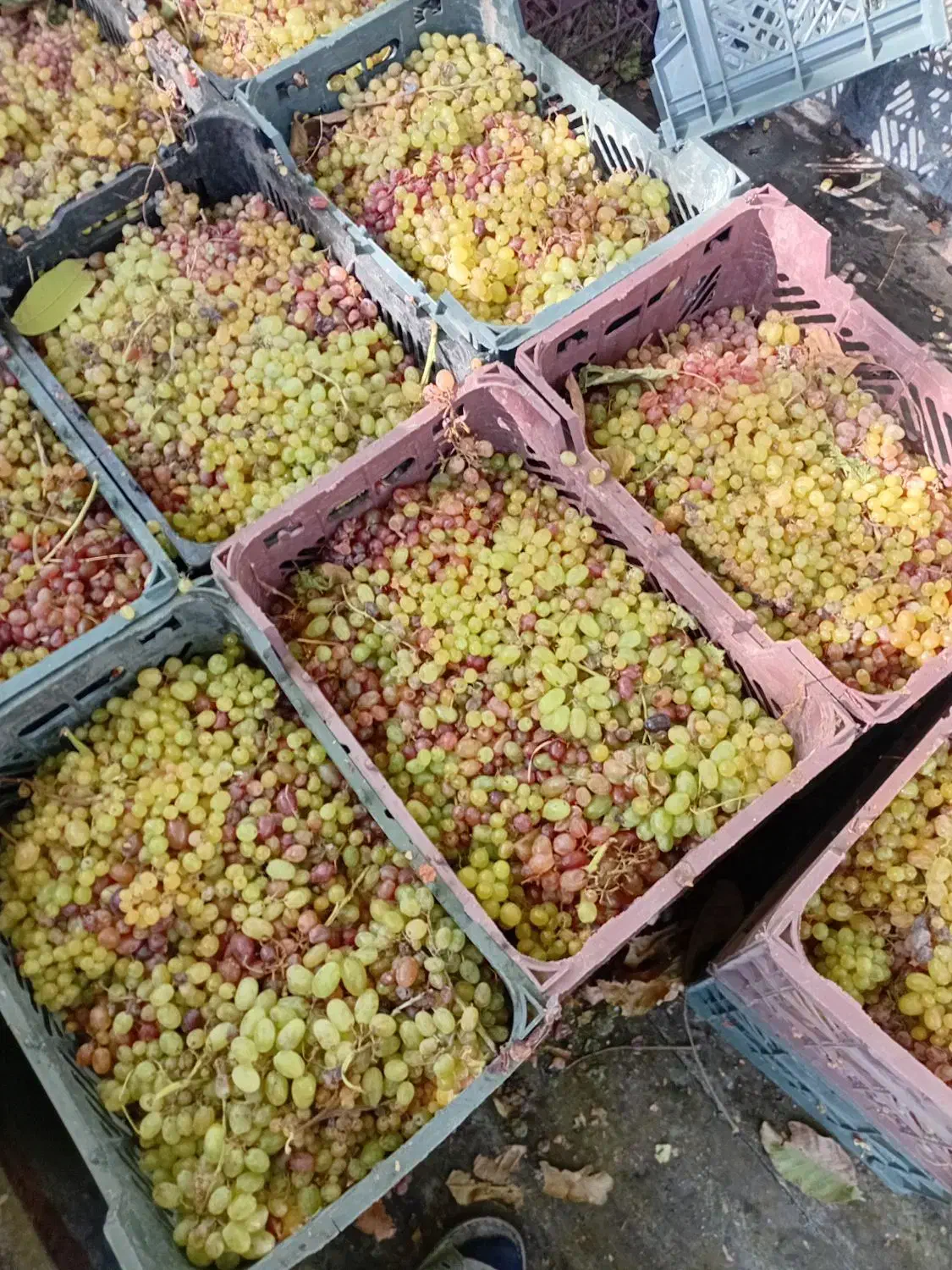 انگور برای دوشاب|خوردنی و آشامیدنی|آذرشهر, |دیوار