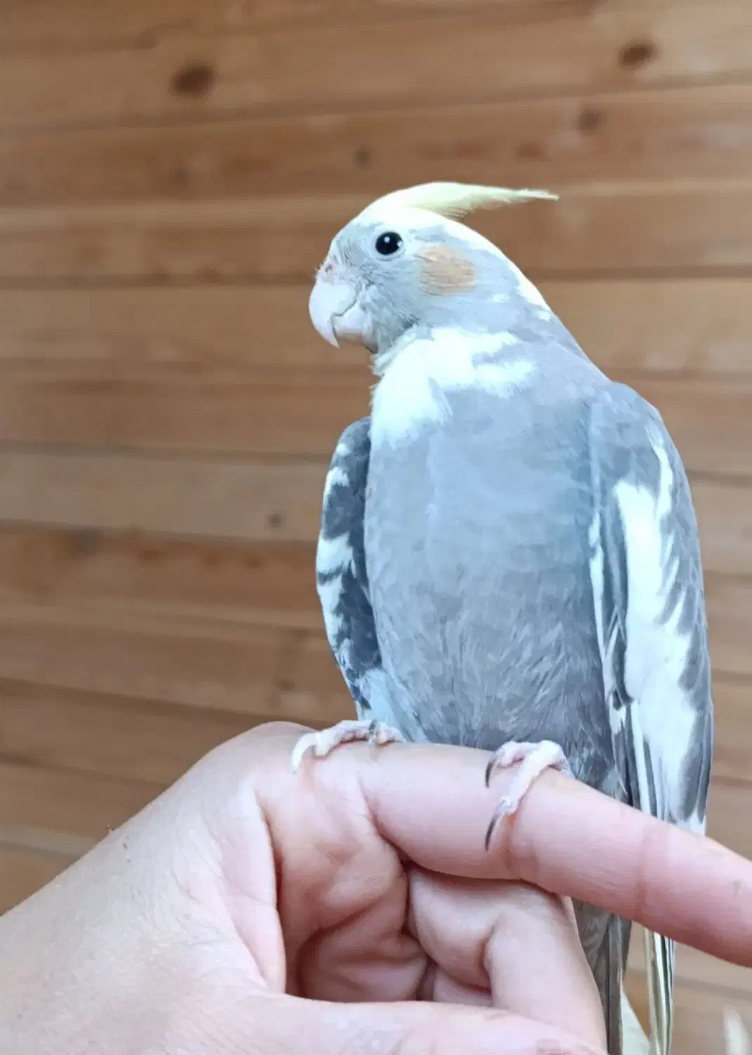 عروس هلندی|پرنده|لاهیجان, گلستان|دیوار