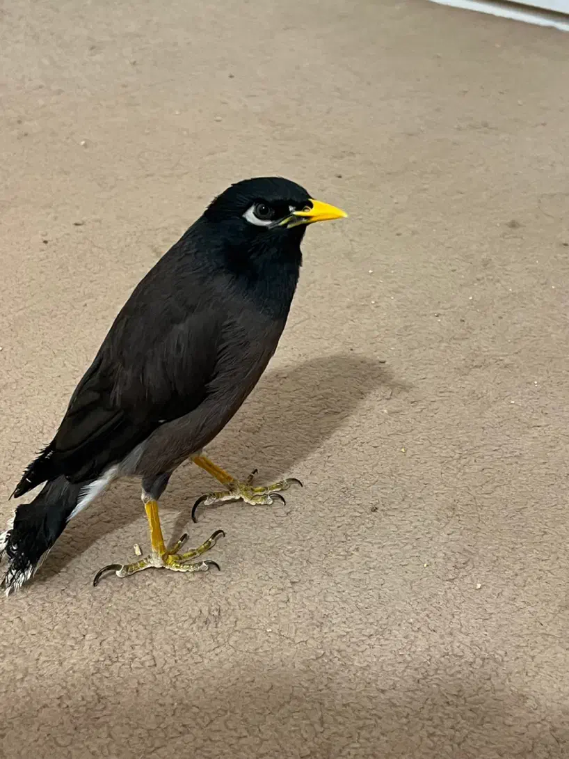 مرغ مینا|پرنده|نیشابور, تختی|دیوار