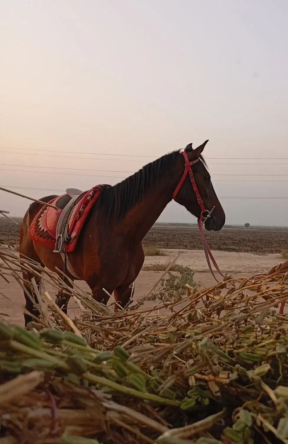 مادیون عربی|اسب و تجهیزات اسبسواری|شوشتر, |دیوار