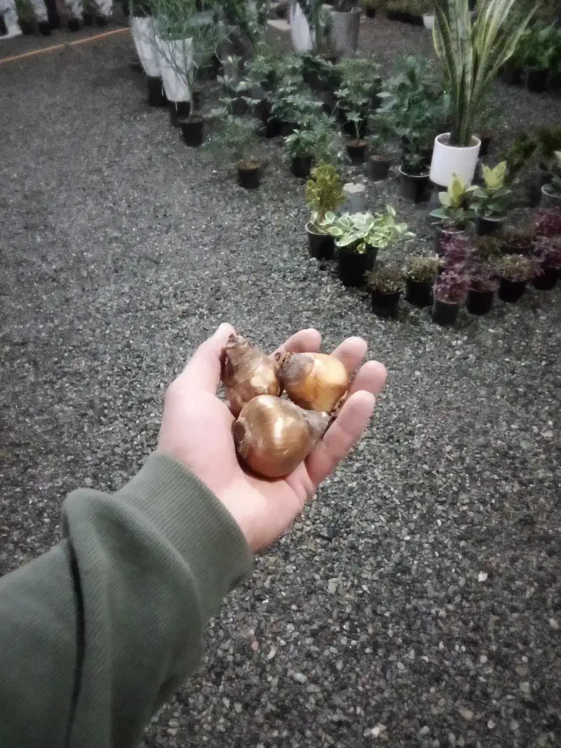 پیاز گل نرگس درجه یک|گل و گیاه طبیعی|بیرجند, |دیوار