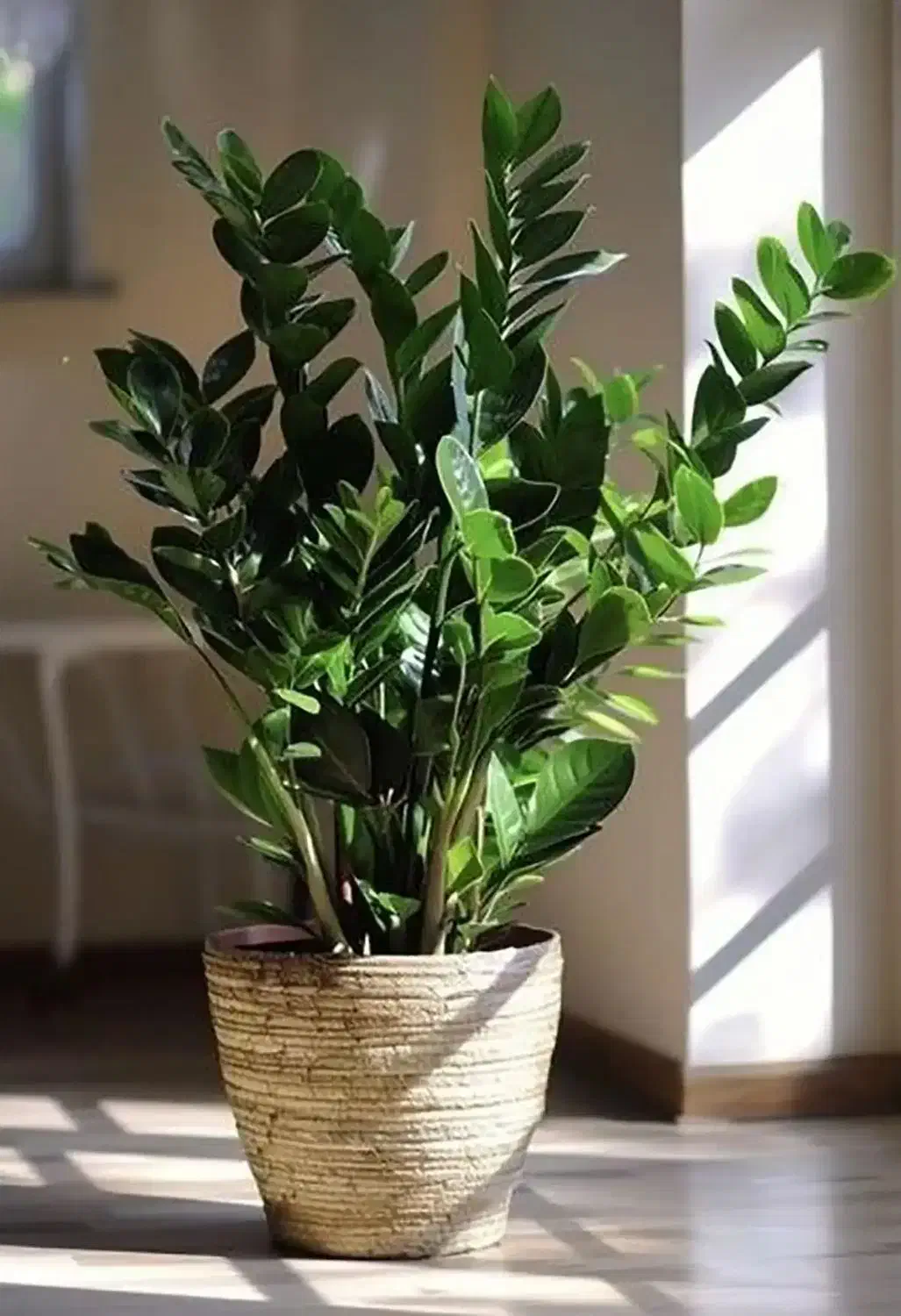 نیروی خانم جهت انجام امورات منزل (خانه داری)|استخدام سرایداری و نظافت|رشت, آزادگان|دیوار