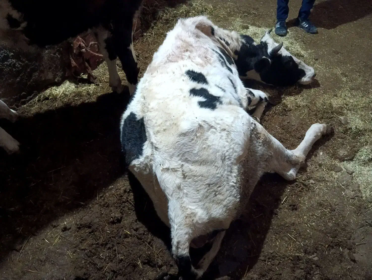 فروش و خرید انواع گاو زمین گیر کسل حال|حیوانات مزرعه|اراک, |دیوار