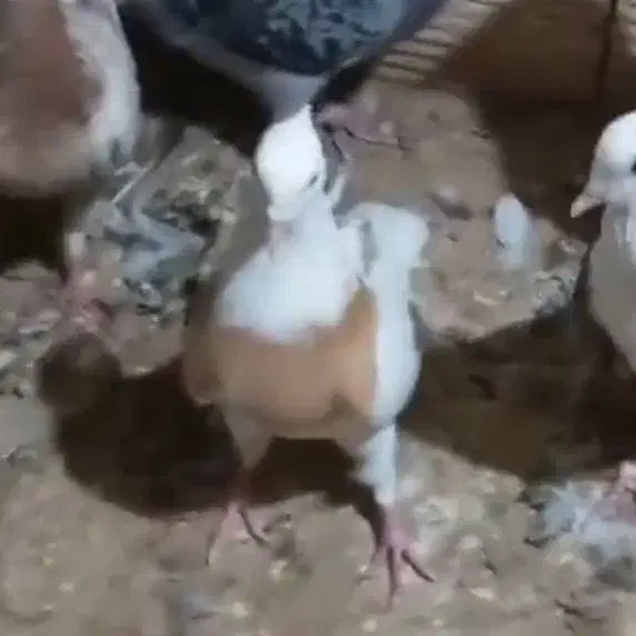 کبوتر طوقی زرد گمشده|حیوانات|مبارکه, |دیوار