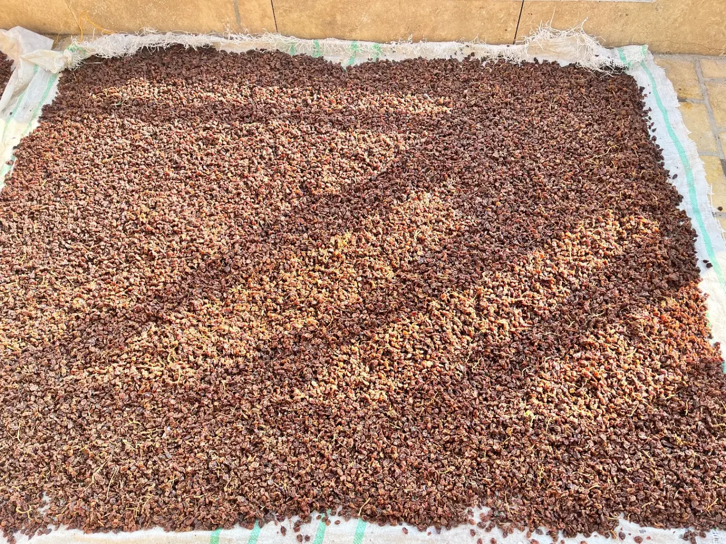 مویز|حراج|کاشان, سه راه پرورشگاه|دیوار