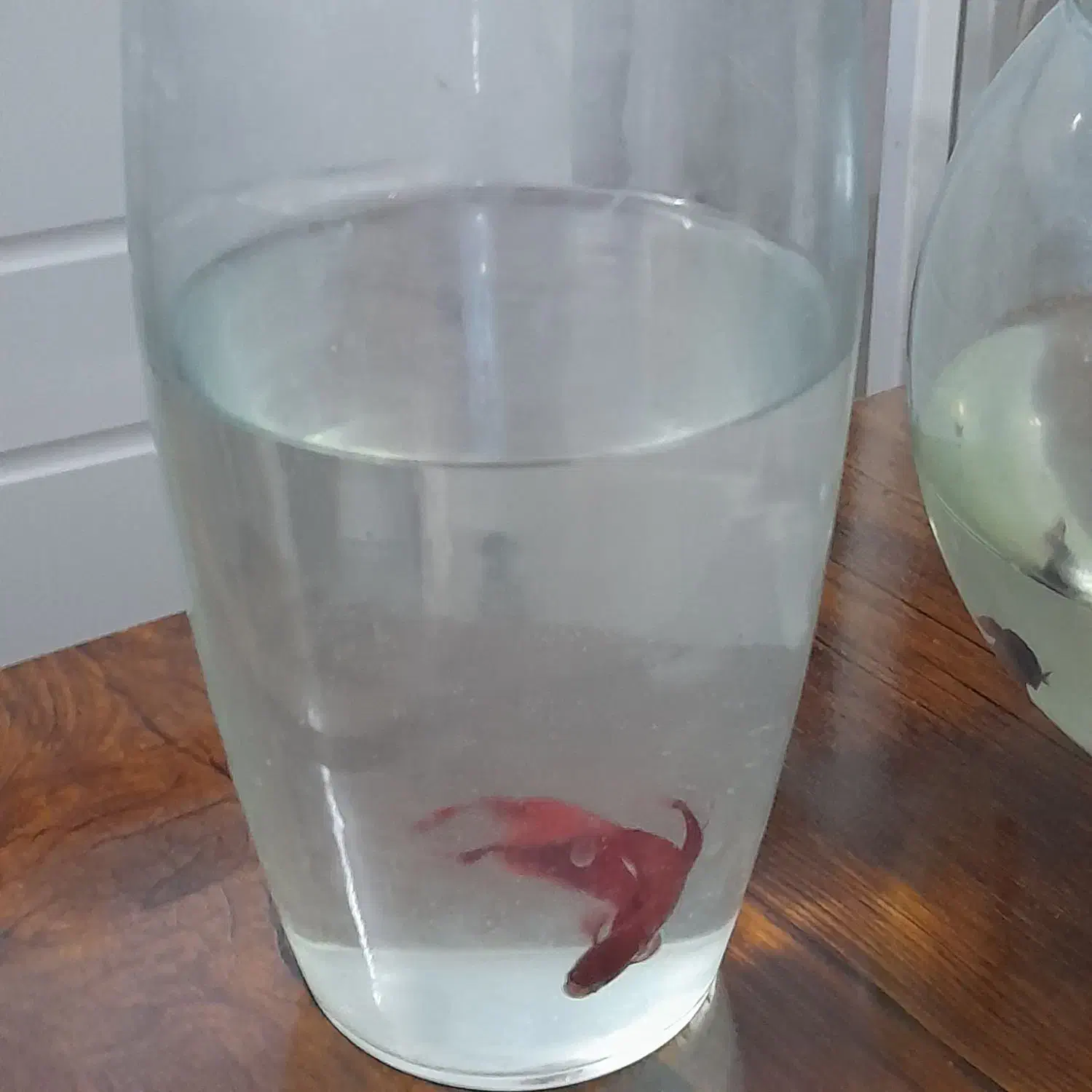 ماهی فایتر نر و ماده|ماهی|شیراز, فاضل|دیوار