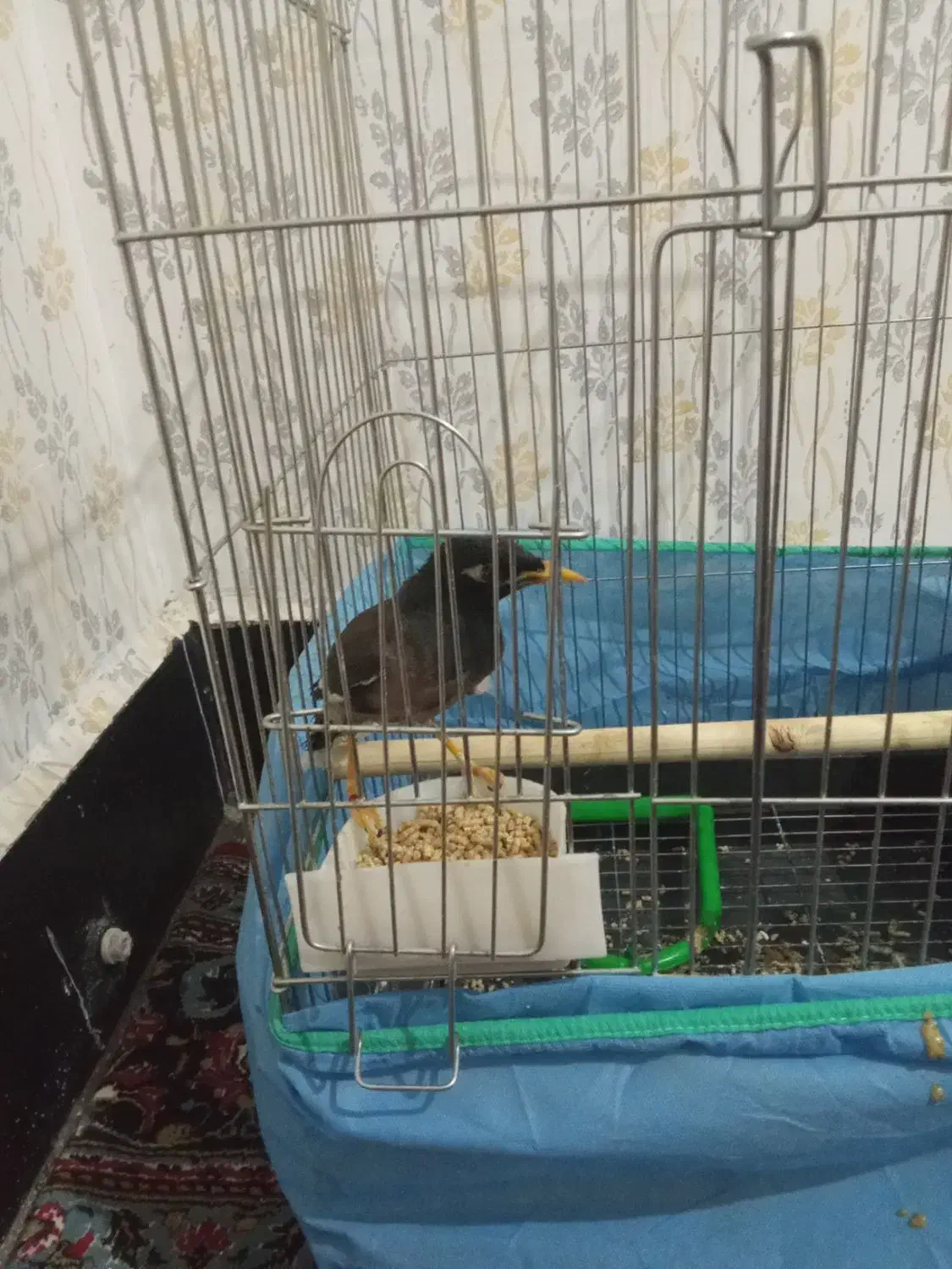 مرغ مینا|پرنده|کوهدشت, |دیوار