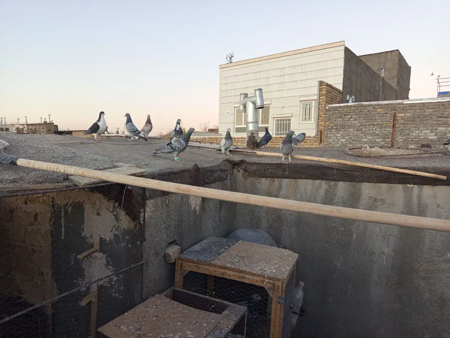 سلام 16حیون پرشی به زمانت حیوان شب روز ندارن|پرنده|تربت‌حیدریه, ده پائین|دیوار