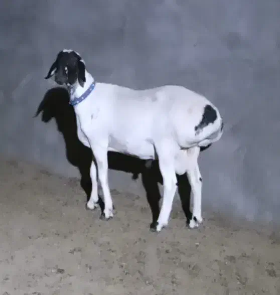 بره نر قوچی و ماده داشتی چینی قندوزی تربت جام|حیوانات مزرعه|بیرجند, |دیوار