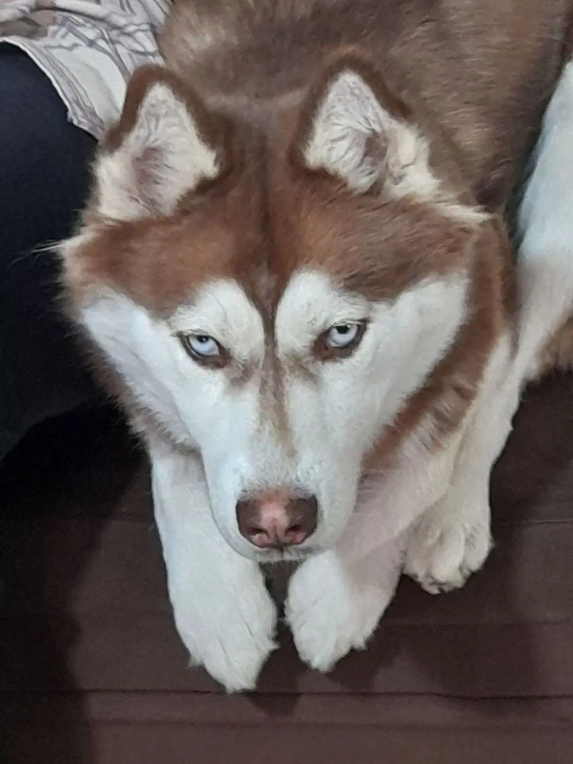 هاسکی خوشگل|سگ|مشهد, رسالت|دیوار