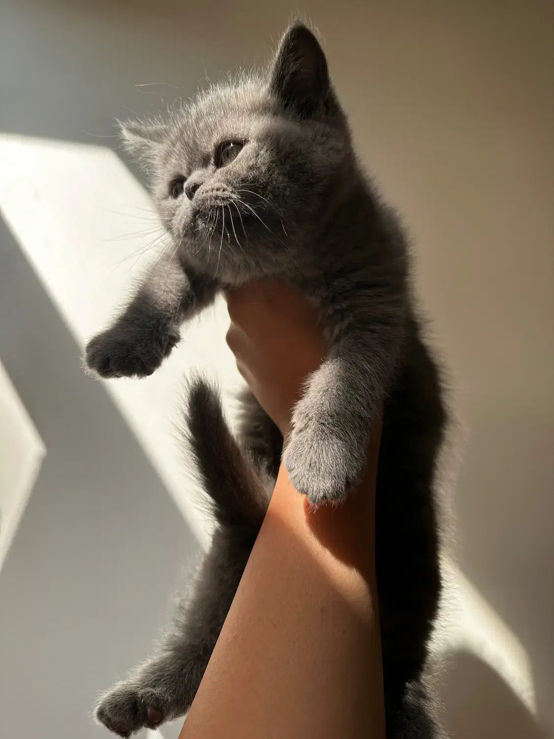 گربه بریتیش|گربه|کرج, شهرک بنفشه|دیوار