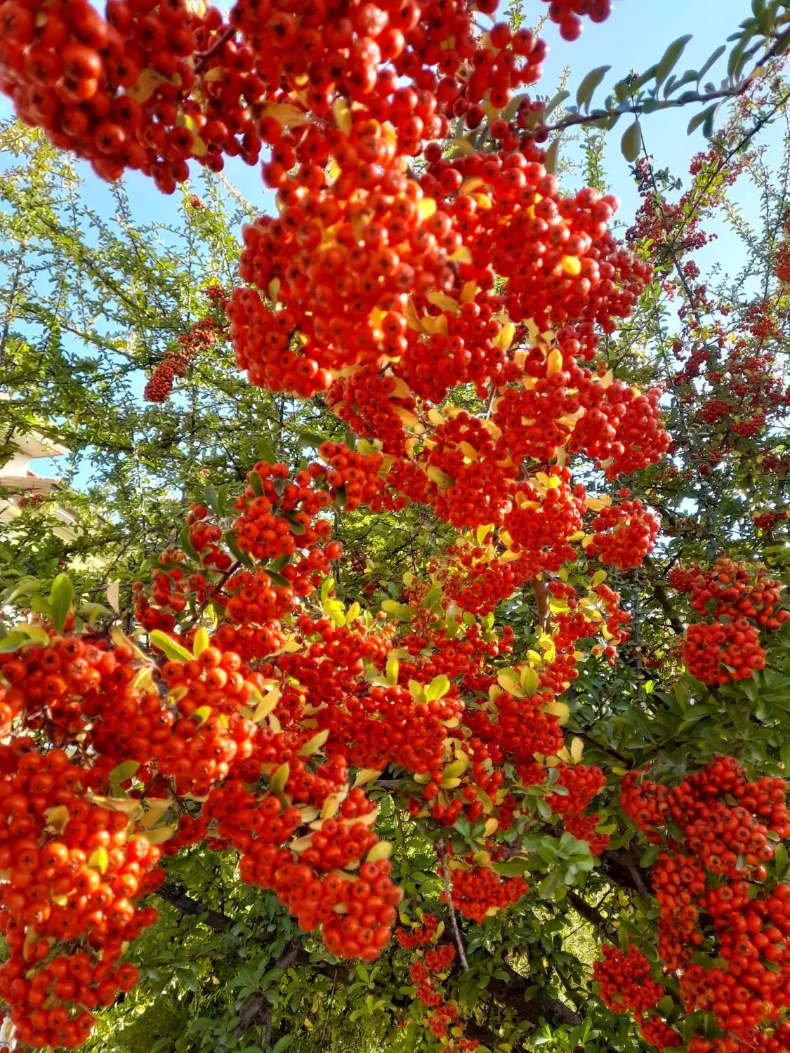 جدمات کشاورزی|خدمات باغبانی و درختکاری|نظرآباد, نظرآباد|دیوار