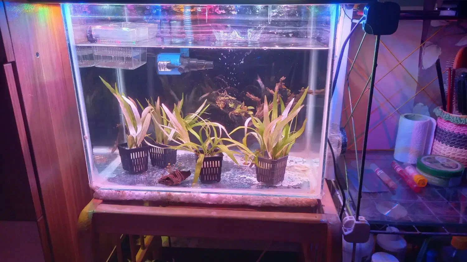 گیاه طبیعی بدونco2 کم توقع قابل کاشت در شن عادی|ماهی|ملایر, |دیوار