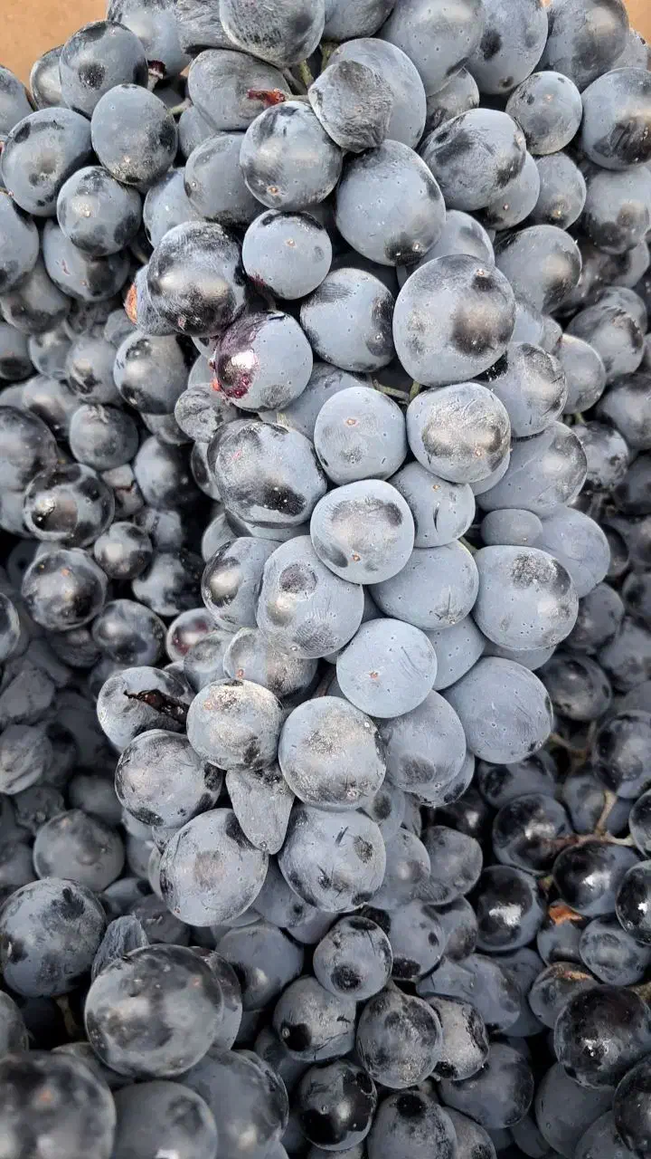 انگور شانی دیم سنندج|خوردنی و آشامیدنی|اصفهان, کوی امیریه|دیوار