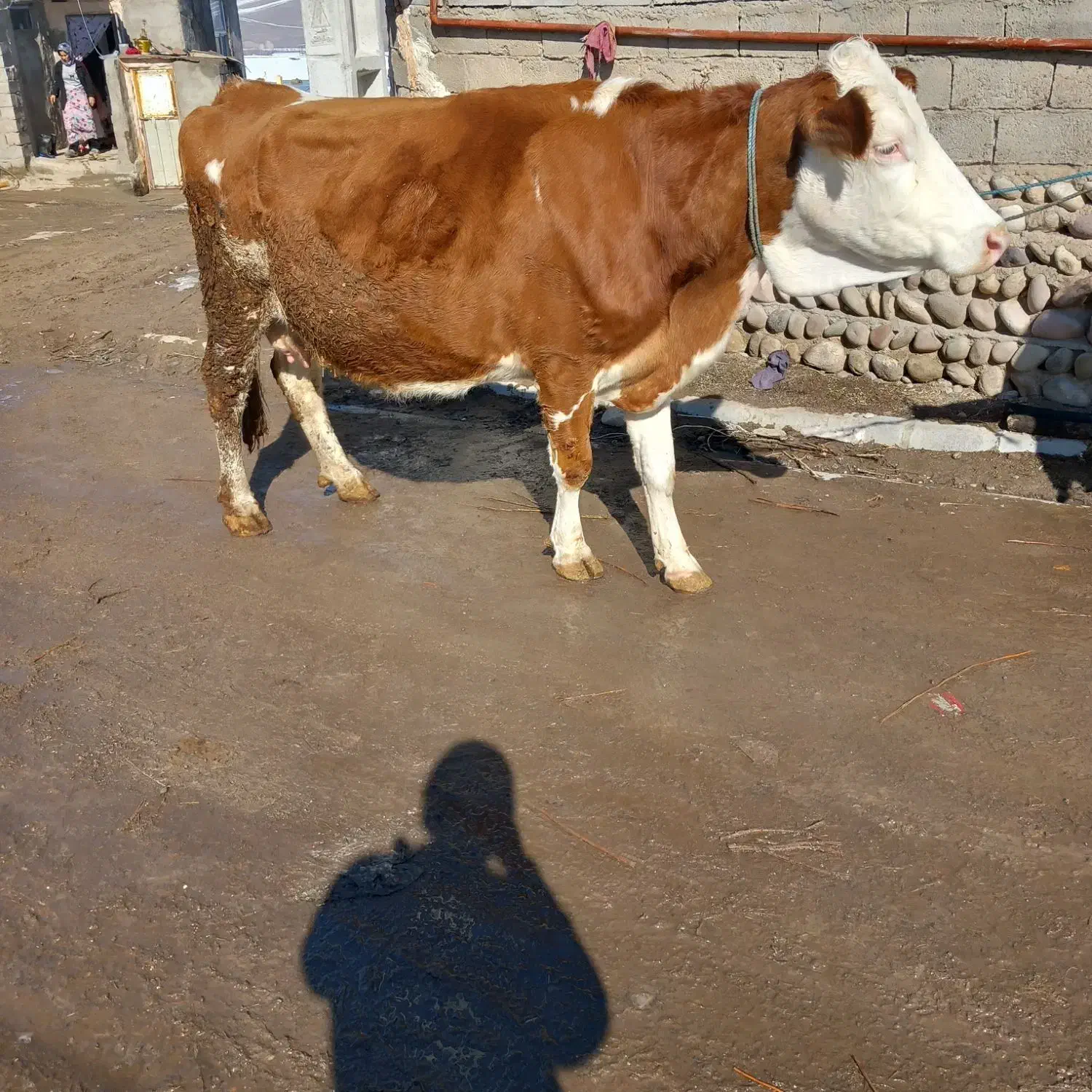 گاو سیمینتال درجه یک|حیوانات مزرعه|هشترود, |دیوار