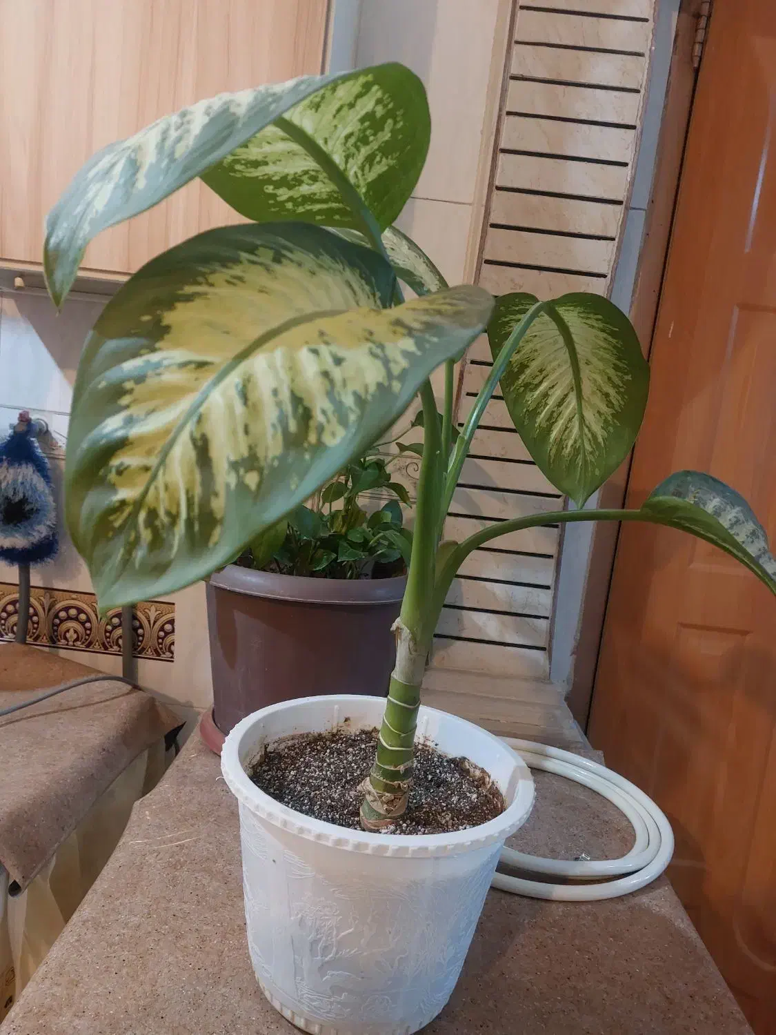 گل اپارتمانی|گل و گیاه طبیعی|شهرکرد, |دیوار